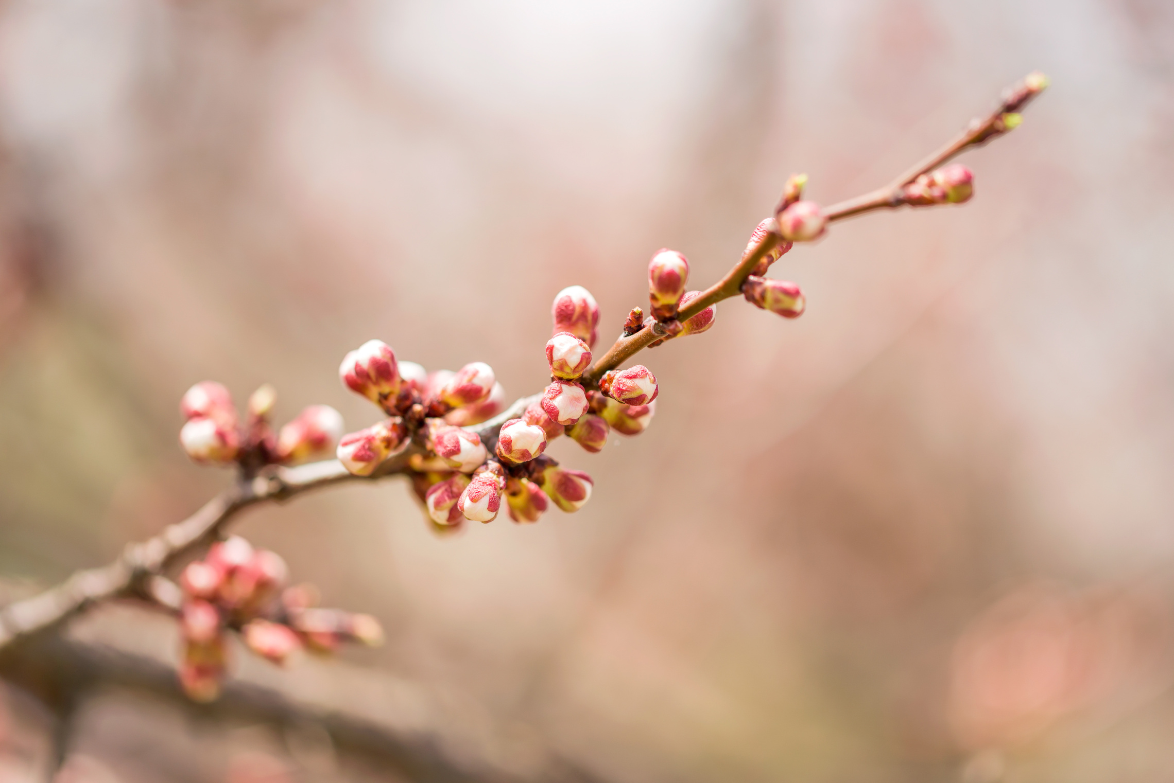 Apple Tree Buds