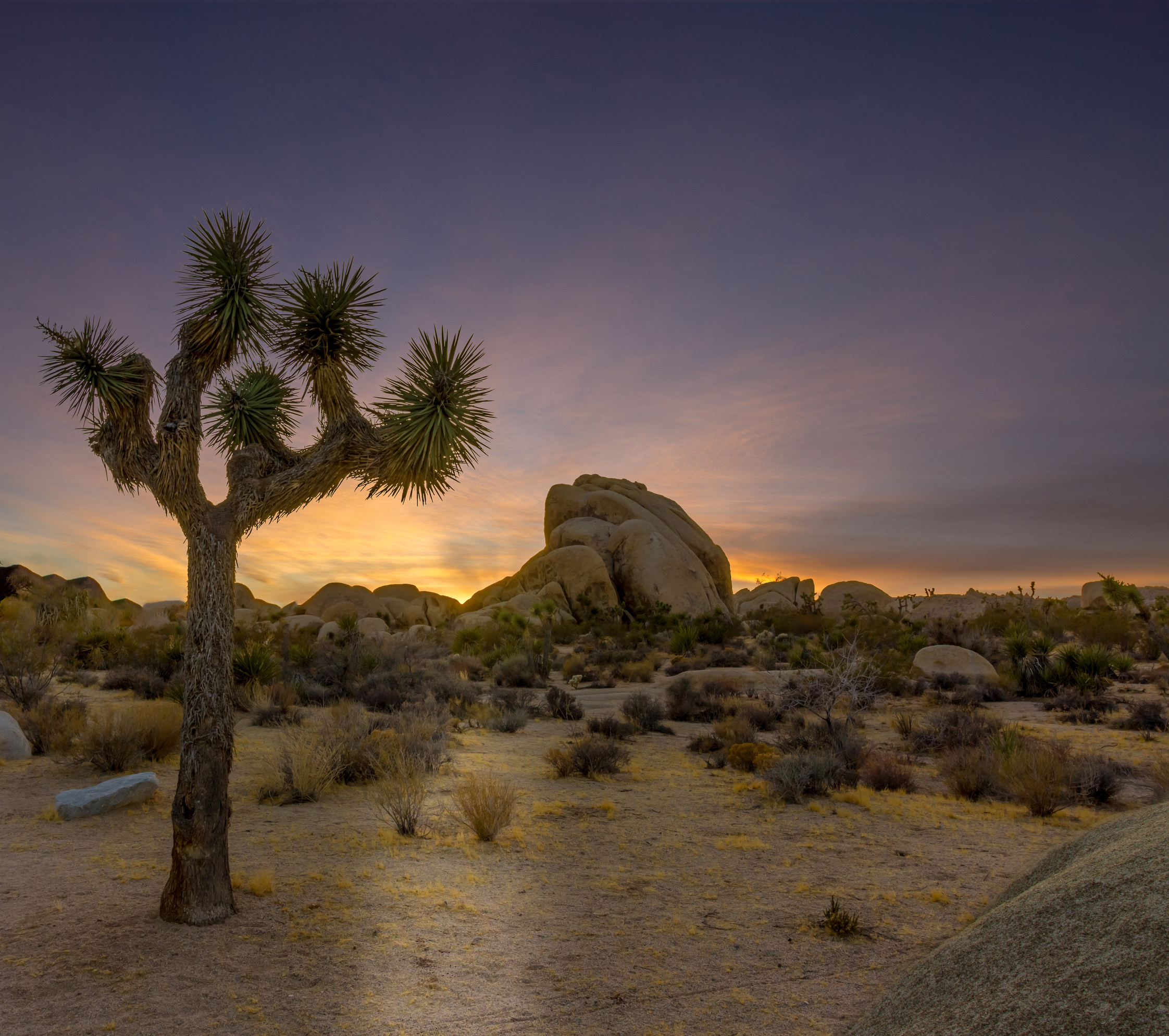 Joshua Tree National Park