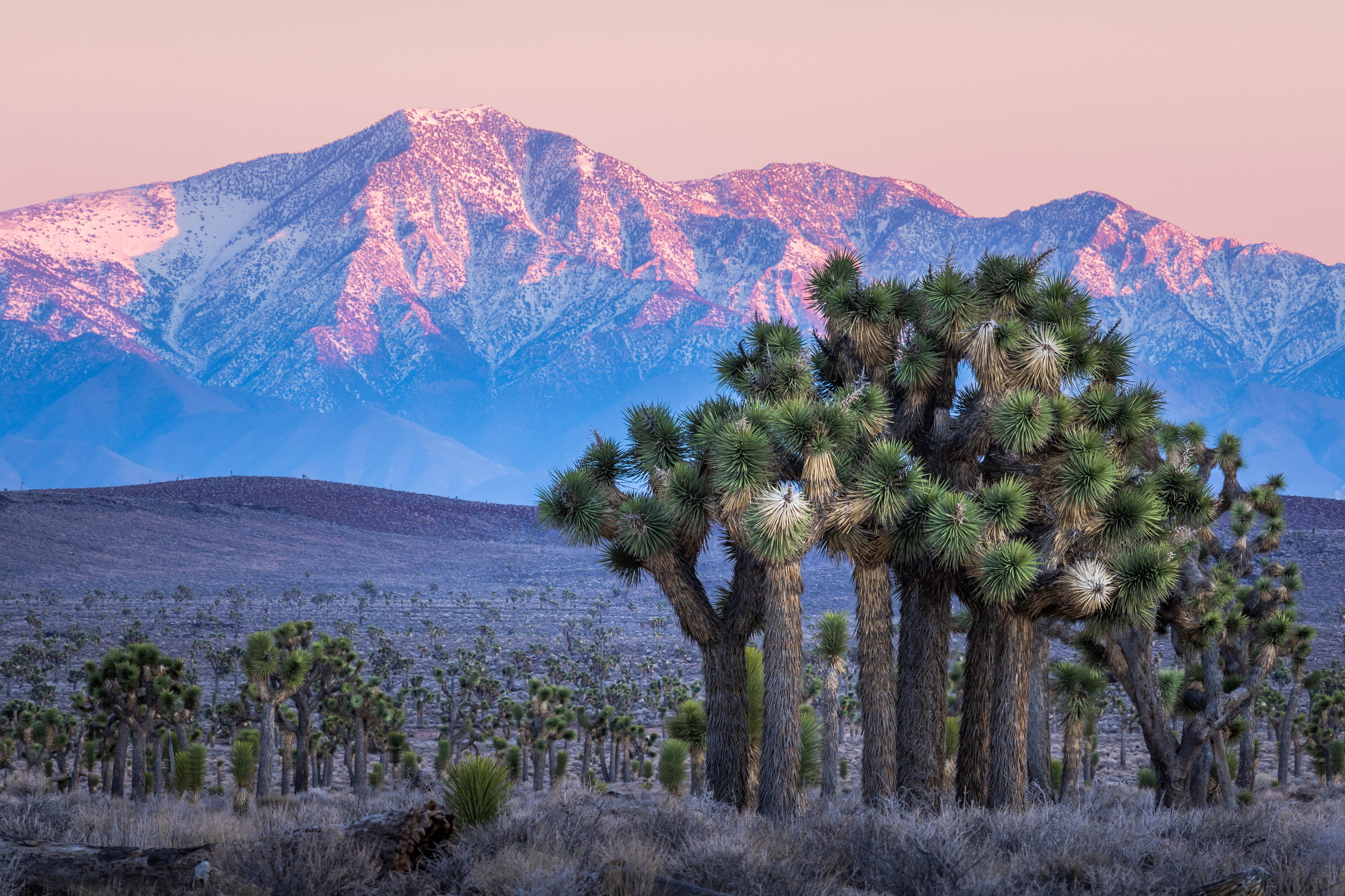 Joshua Trees