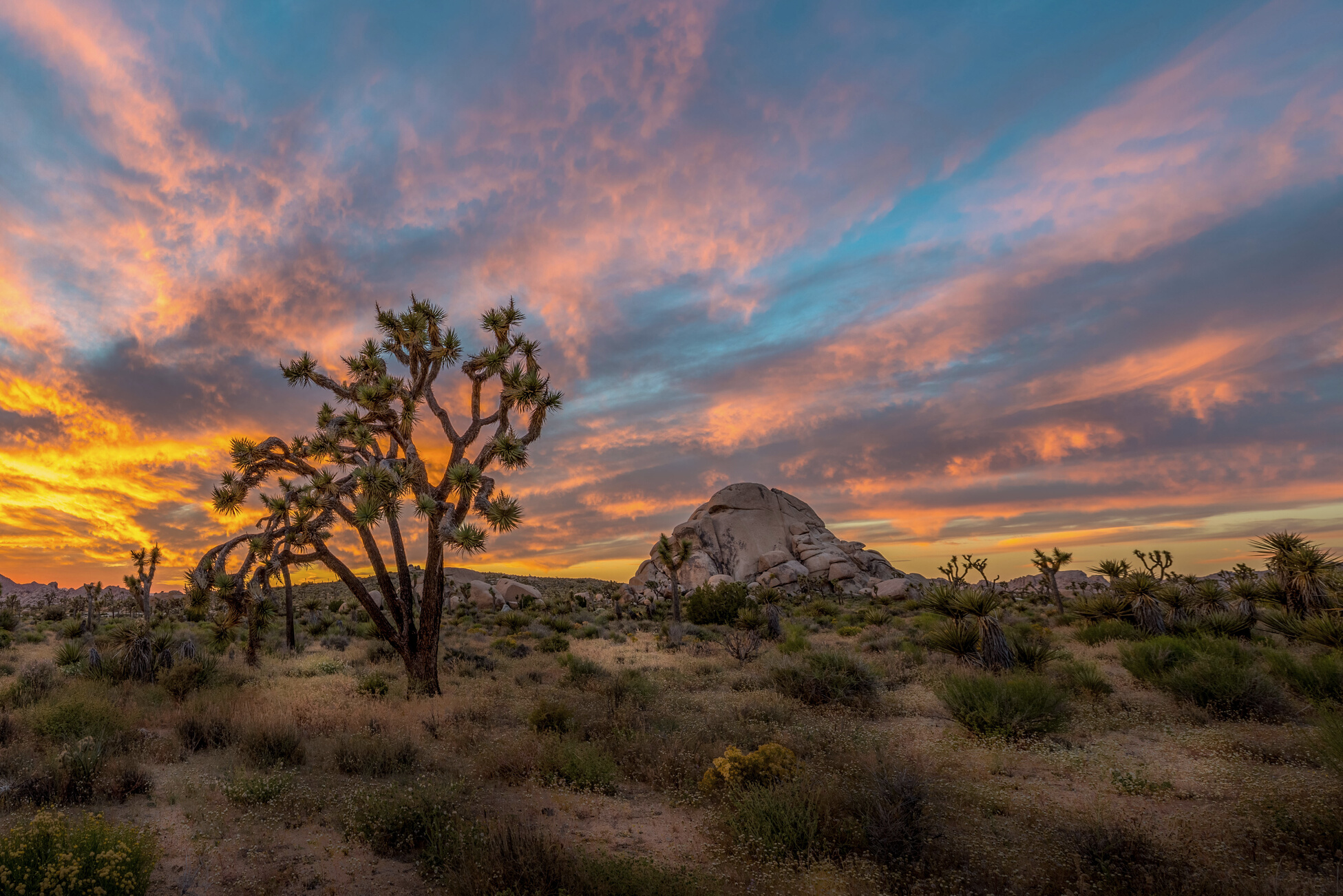 Joshua Tree Sunset