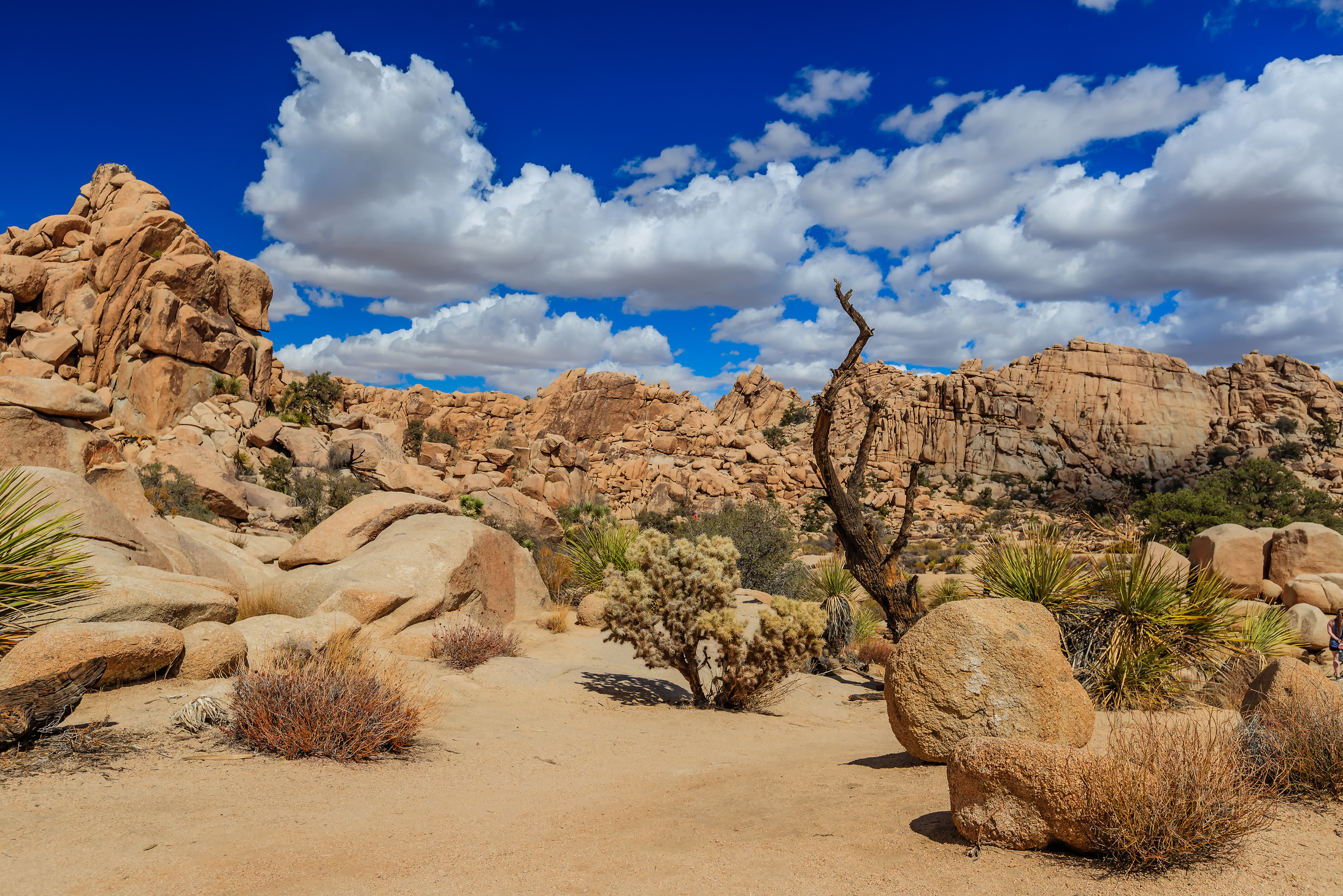 Joshua Tree National Park