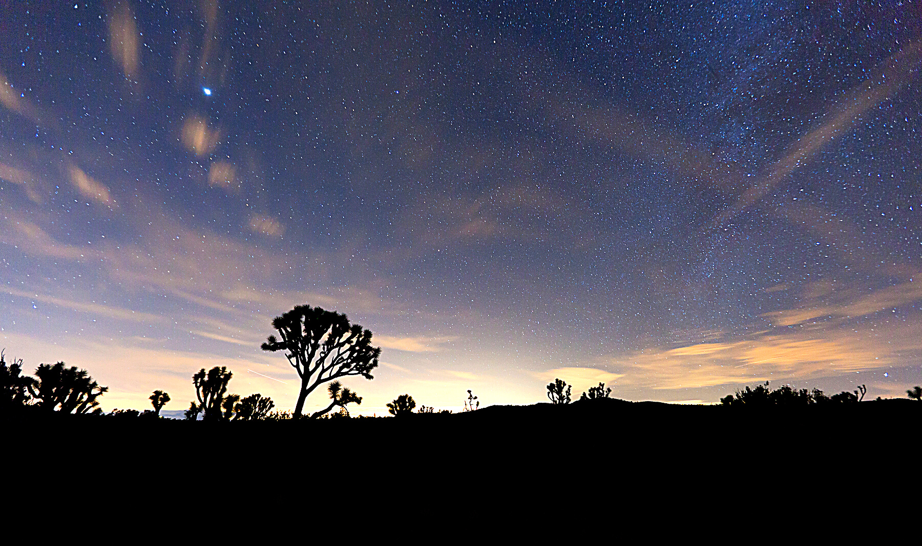 Night Sky at Joshua Tree National Park