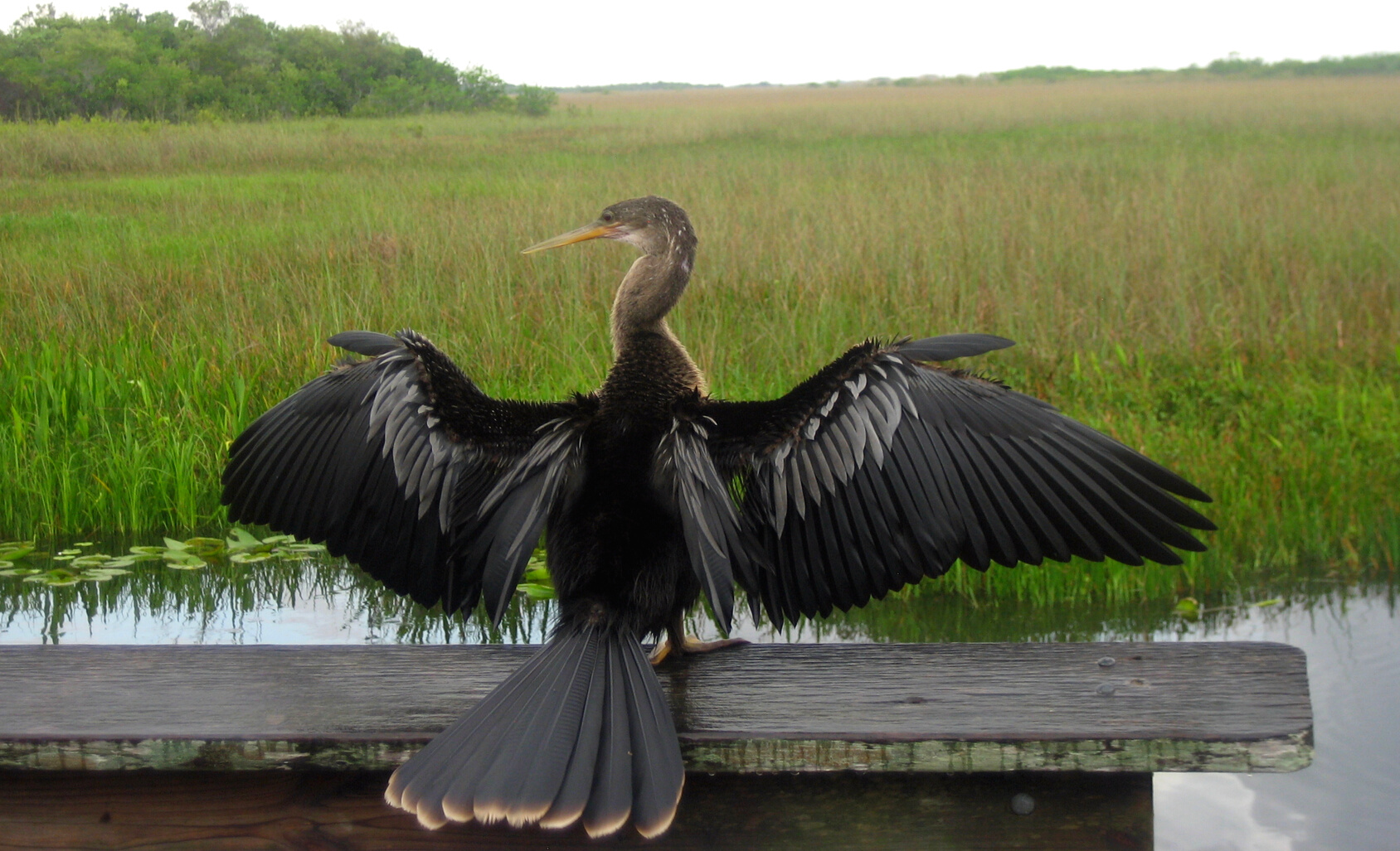 Everglades National Park, the anhinga