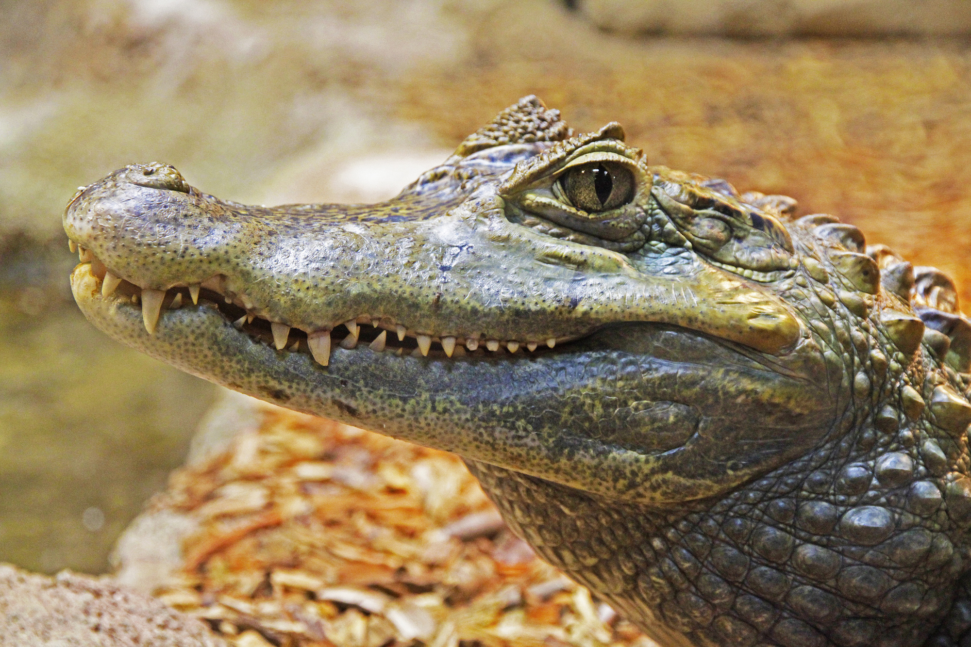 Alligator in Nature