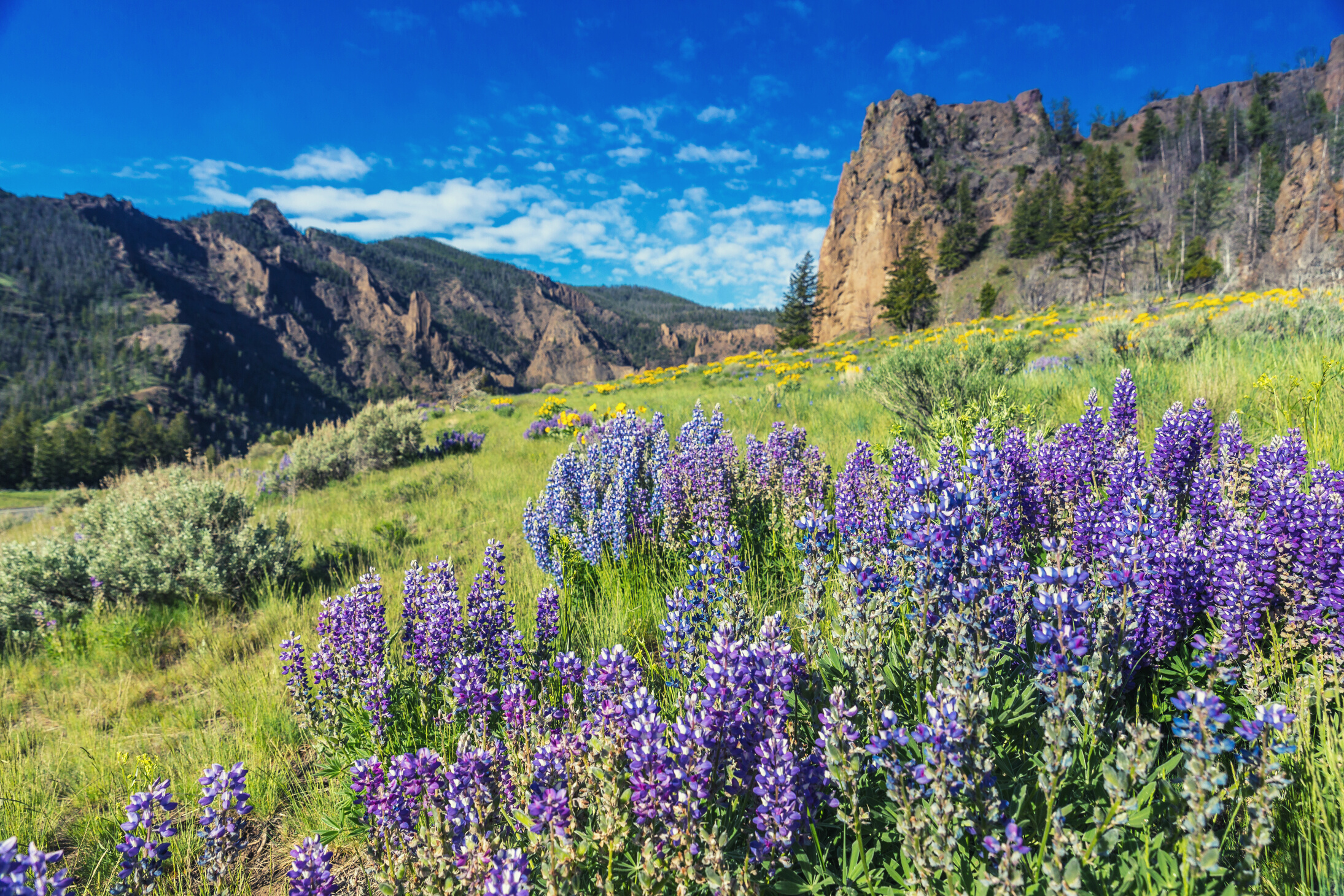 Yellowstone National Park