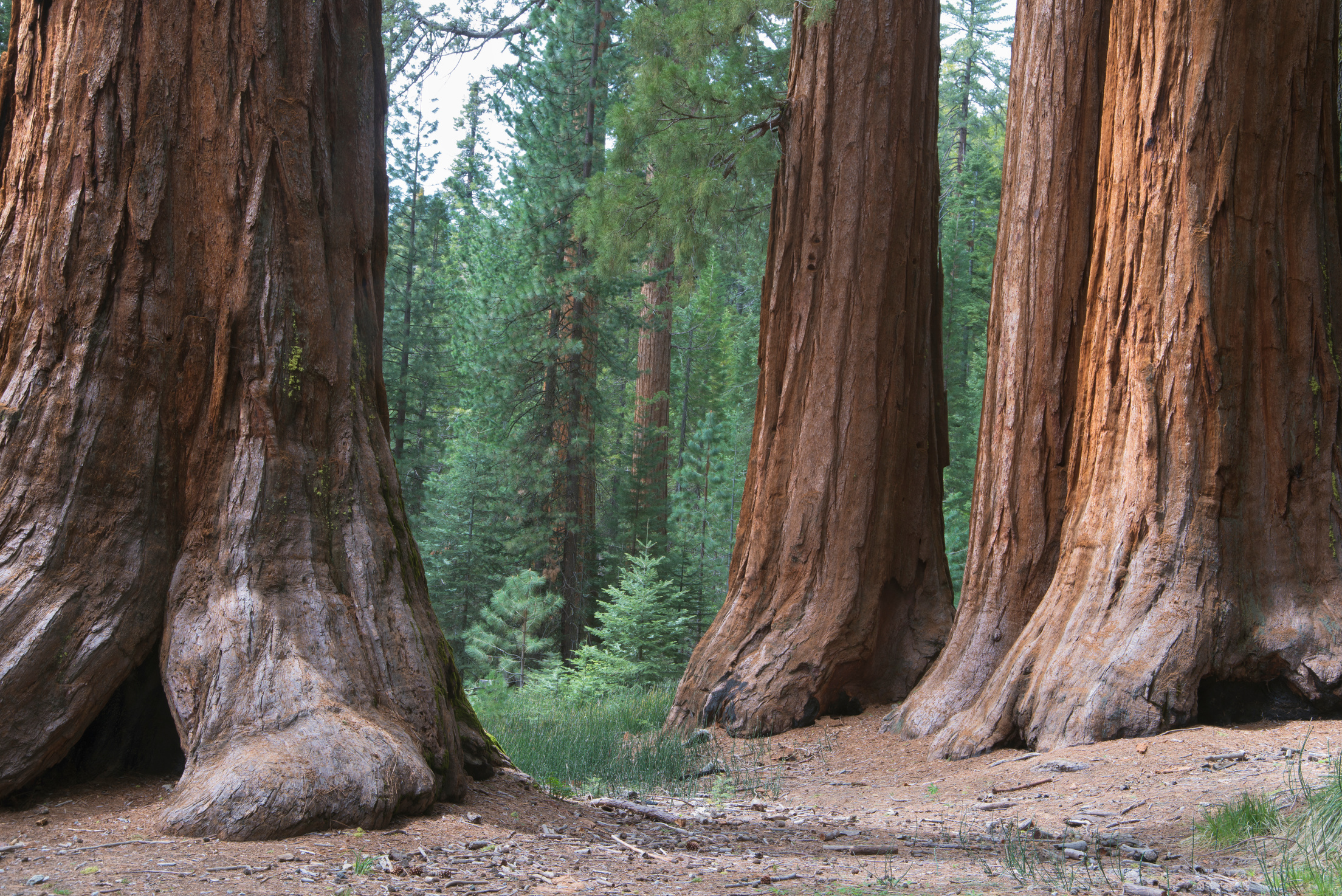 Redwood Trees, Seqouias