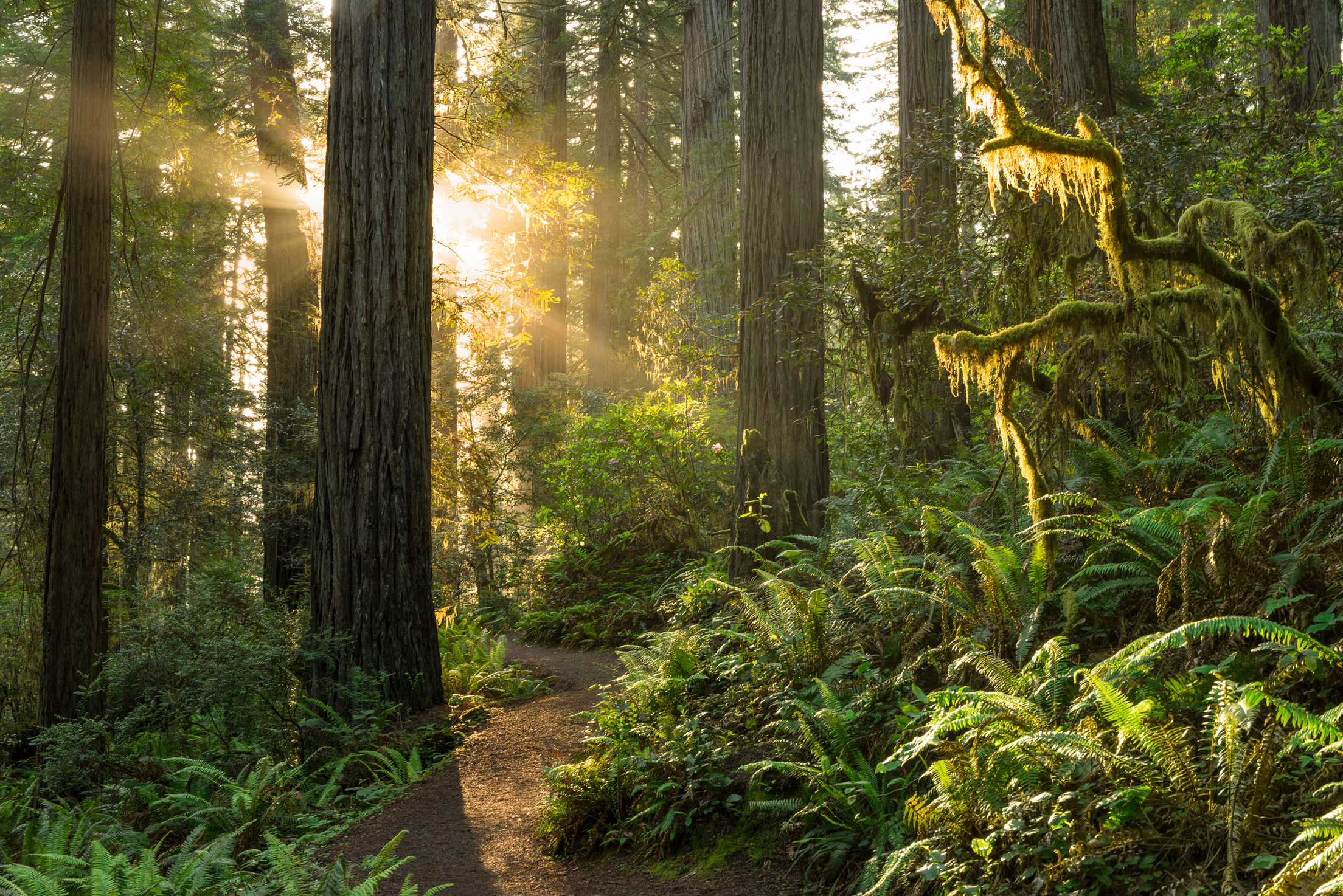 Redwood National Park