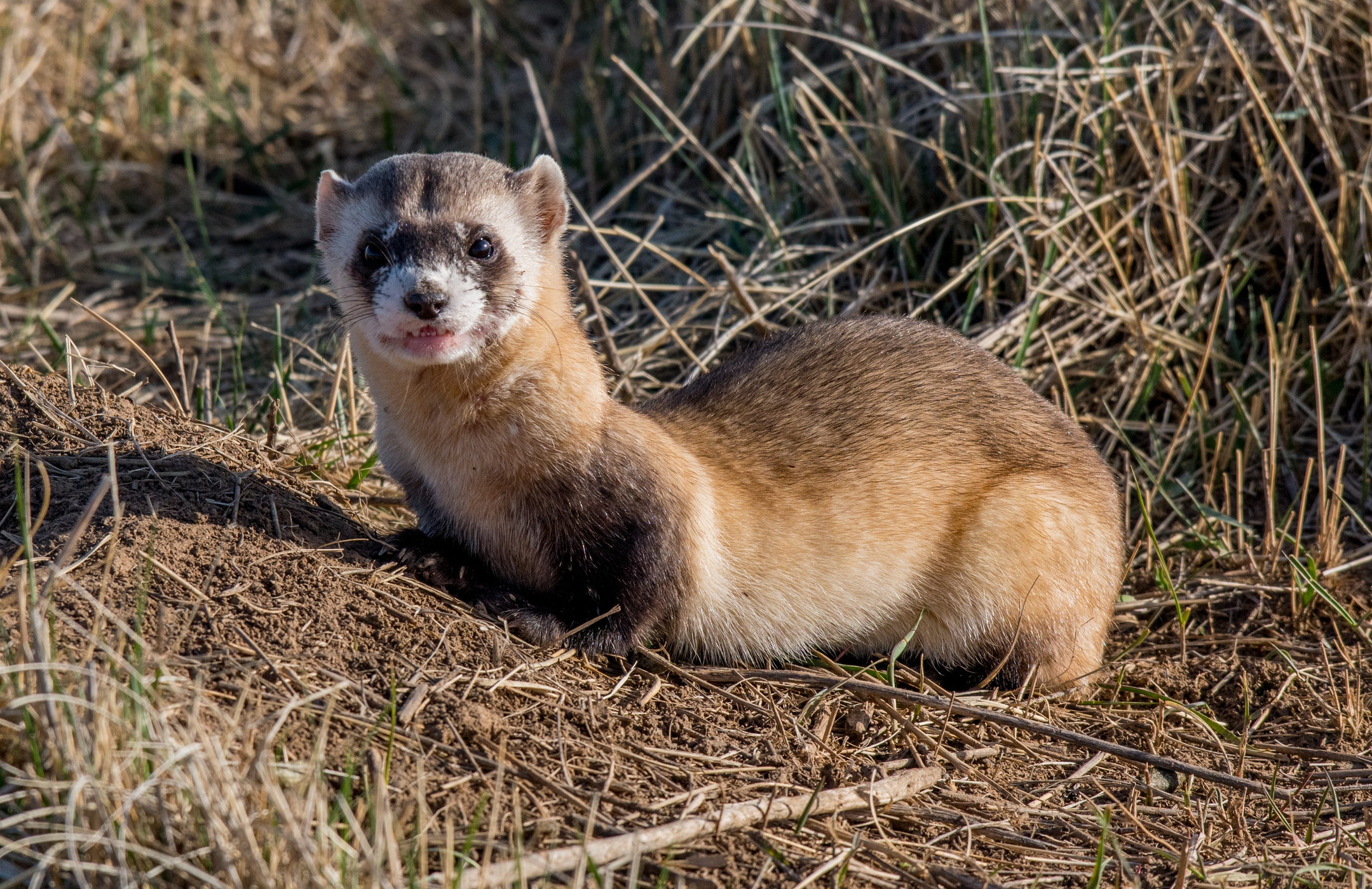 A Federally Endangered Black-footed Ferret Snarling