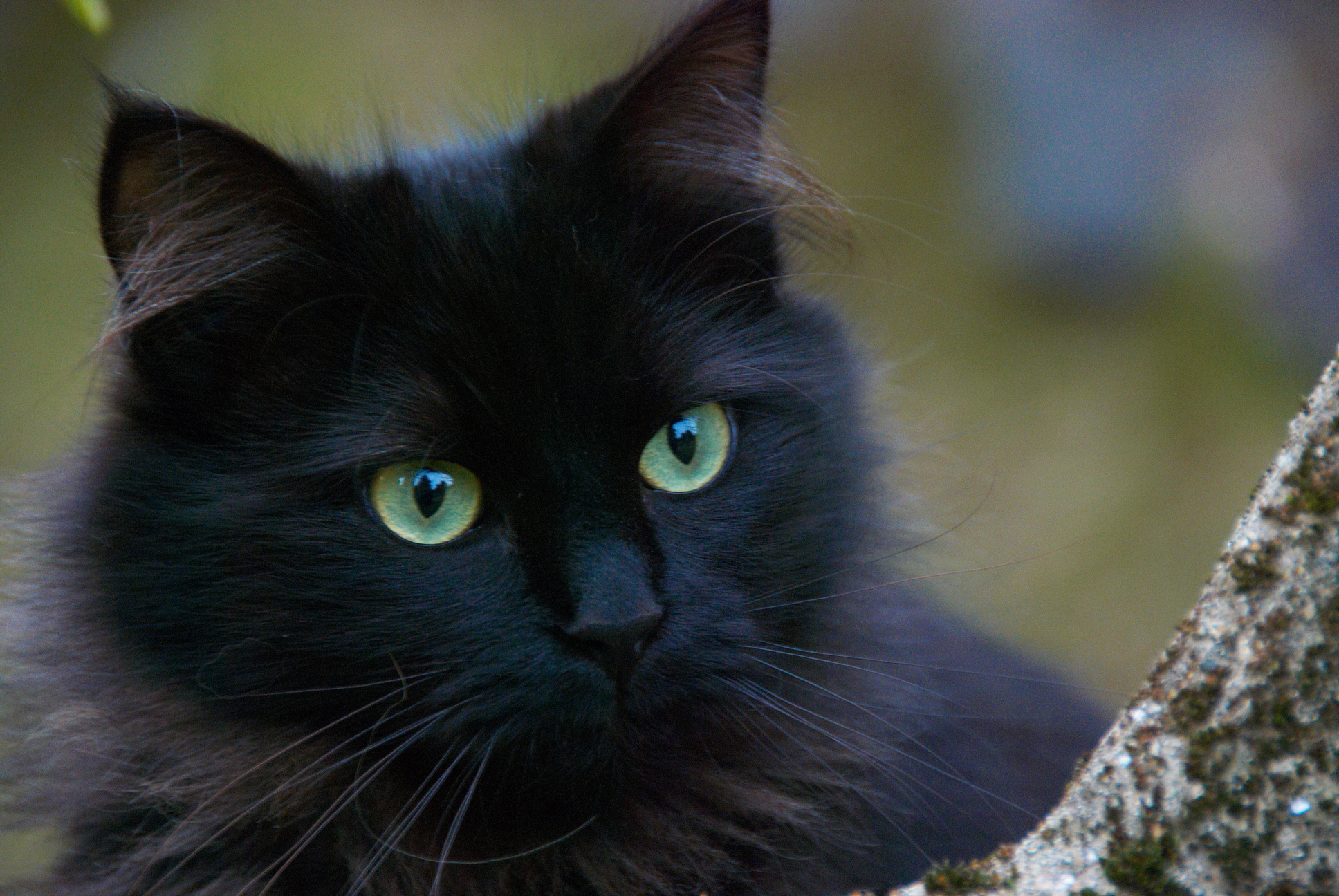 Portrait of a Black Cat